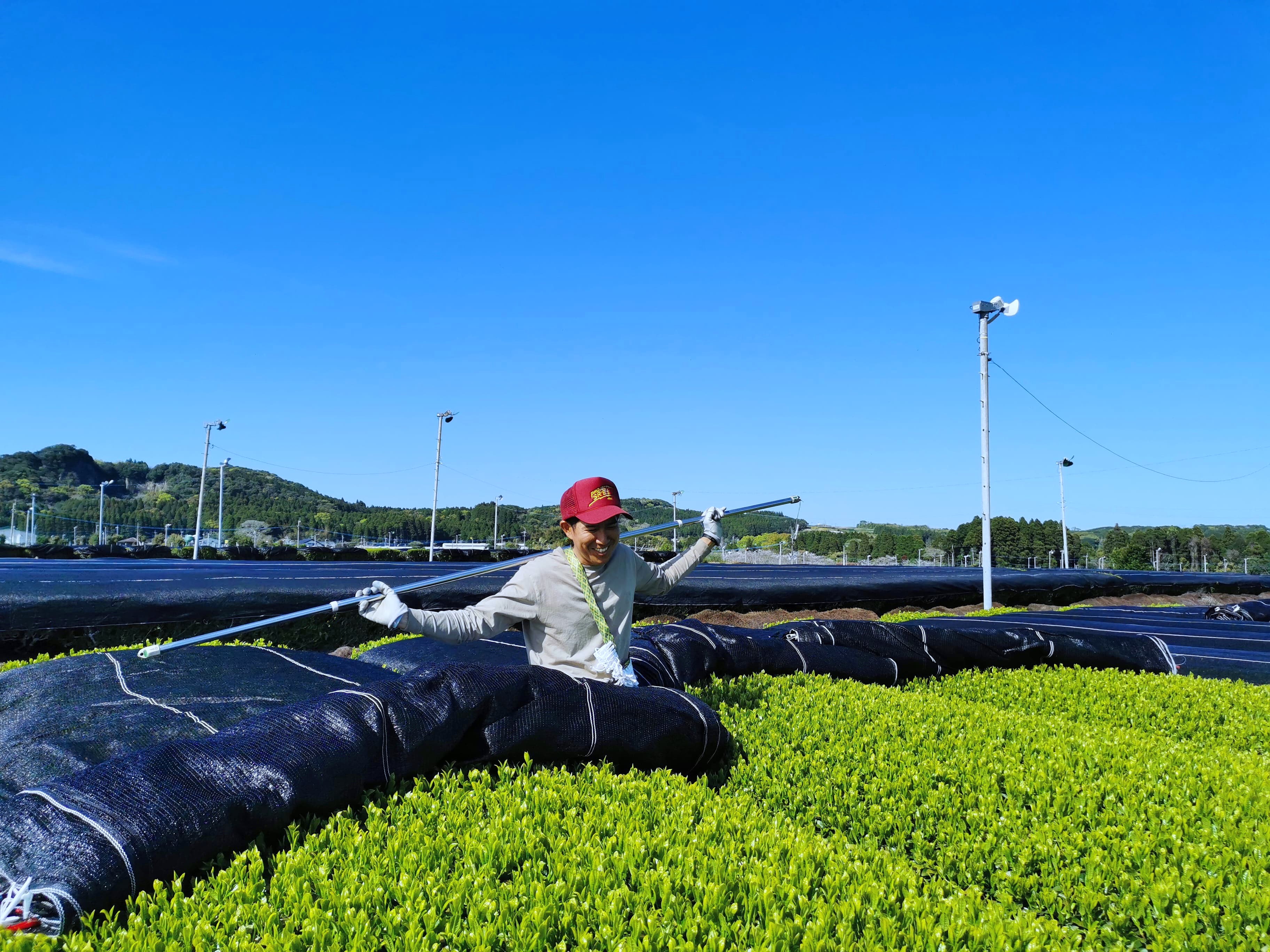 茶畑での被覆作業風景