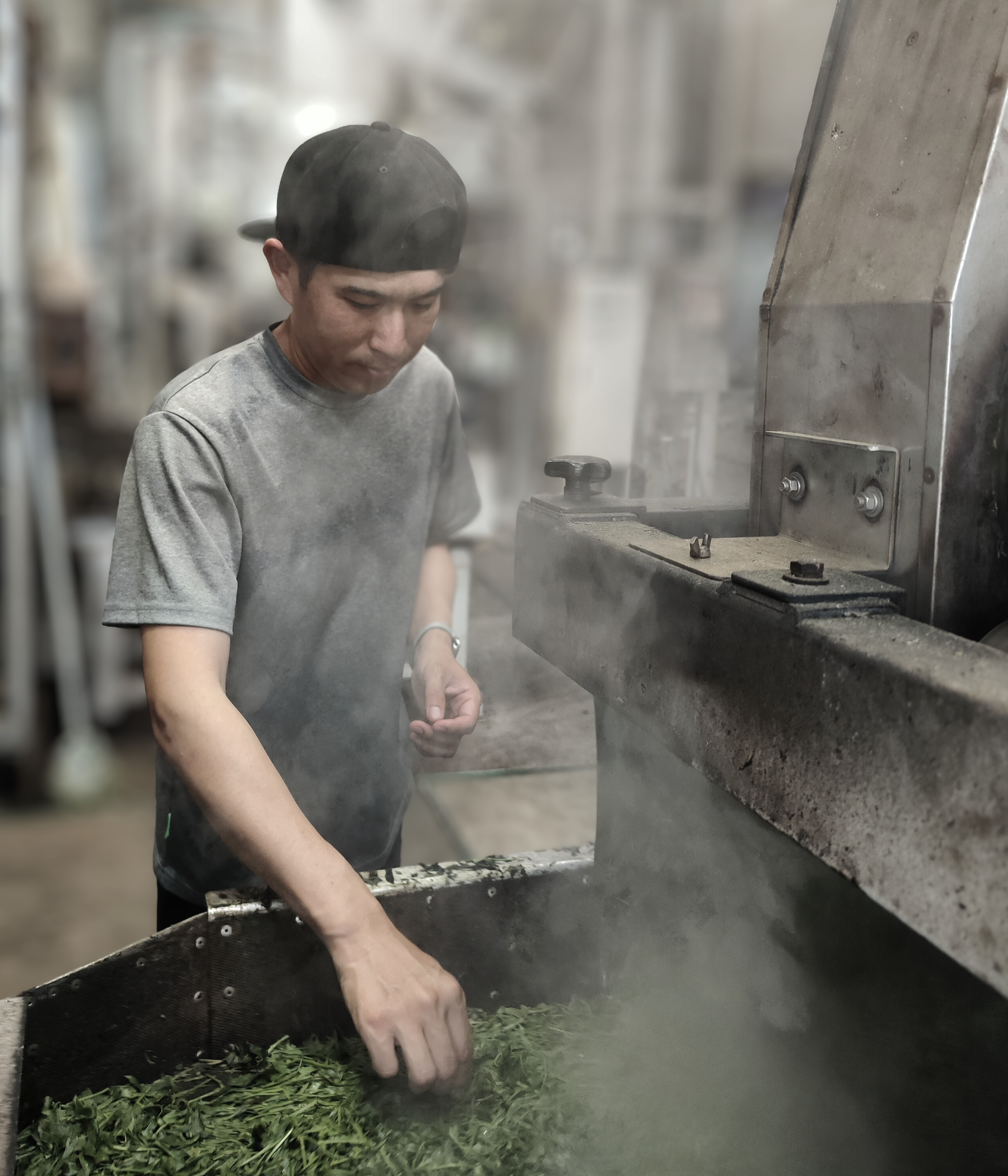 製茶工場の深蒸し工程・匠の技