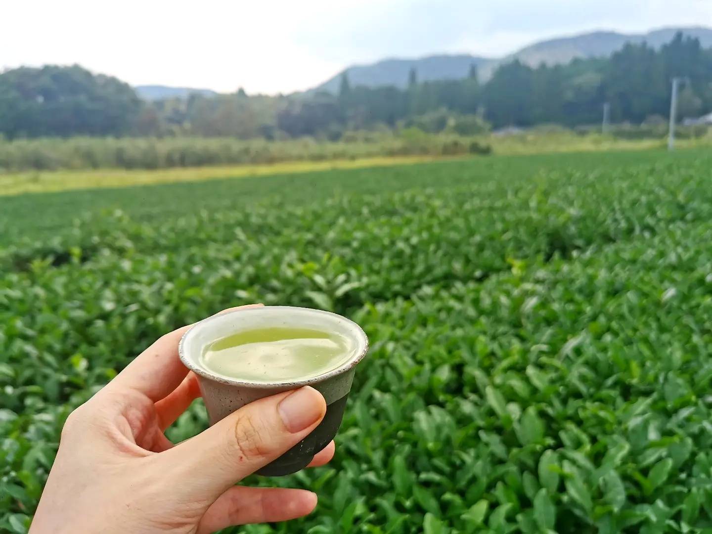 深蒸し茶の鮮やかな緑色